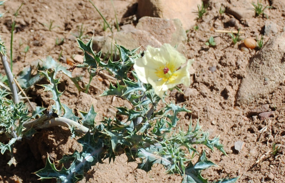 Dal Tigrai (Etiopia):   Argemone mexicana (Papaveraceae)